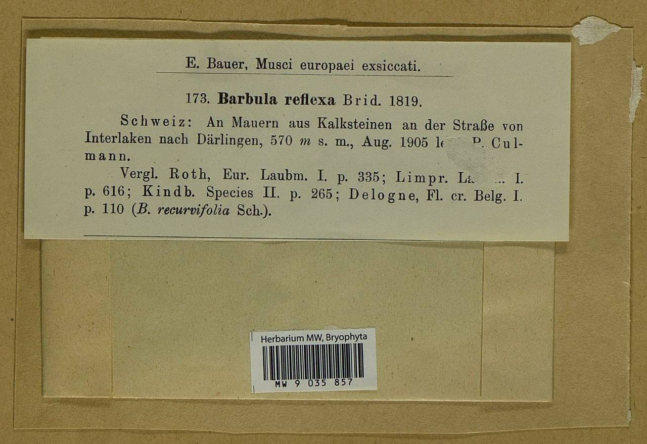 Geheebia ferruginea (Schimp. ex Besch.) R.H. Zander, Bryophytes, Bryophytes - Western Europe (BEu) (Switzerland)