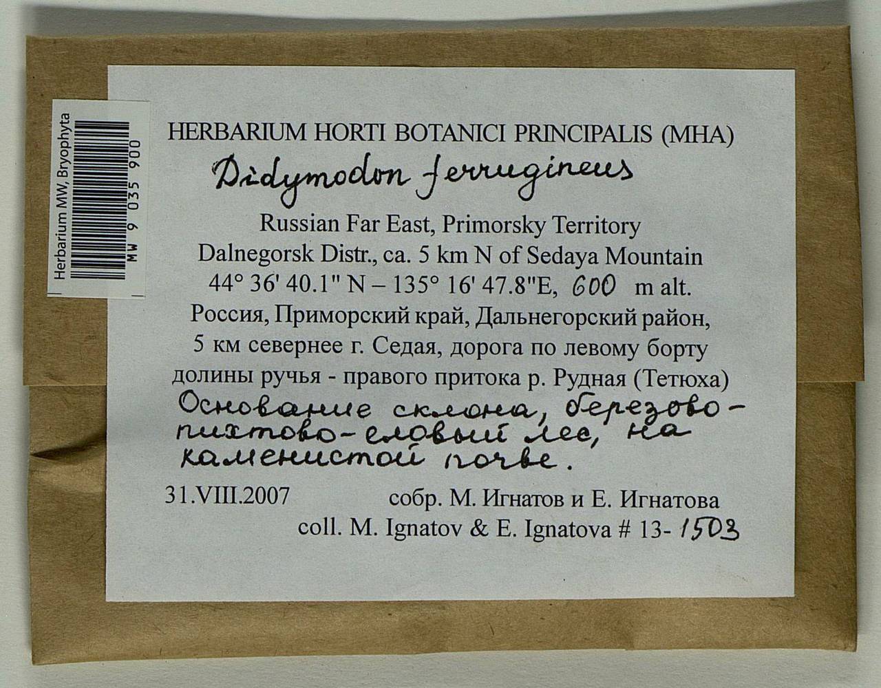 Geheebia ferruginea (Schimp. ex Besch.) R.H. Zander, Bryophytes, Bryophytes - Russian Far East (excl. Chukotka & Kamchatka) (B20) (Russia)