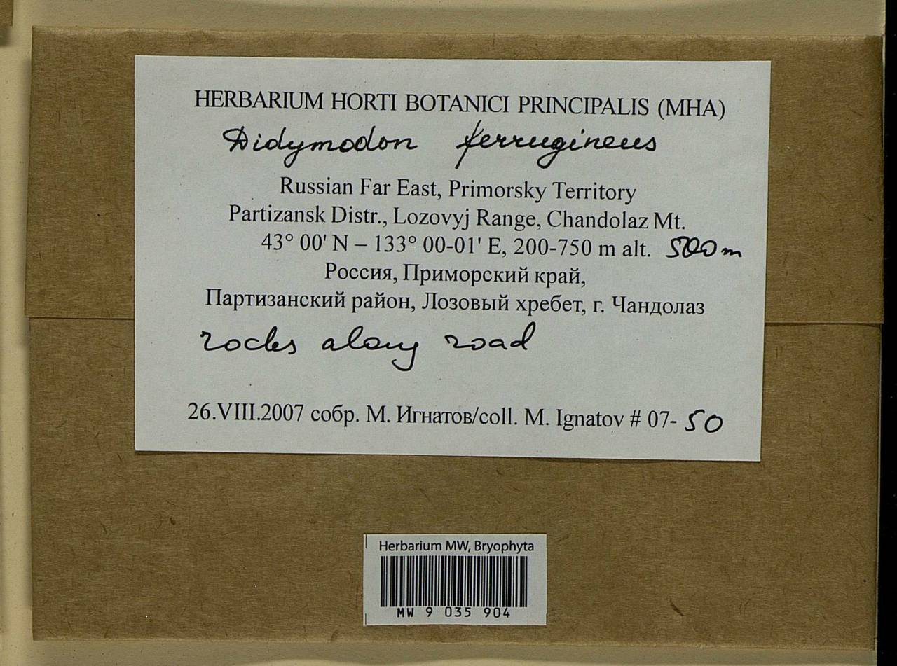 Geheebia ferruginea (Schimp. ex Besch.) R.H. Zander, Bryophytes, Bryophytes - Russian Far East (excl. Chukotka & Kamchatka) (B20) (Russia)