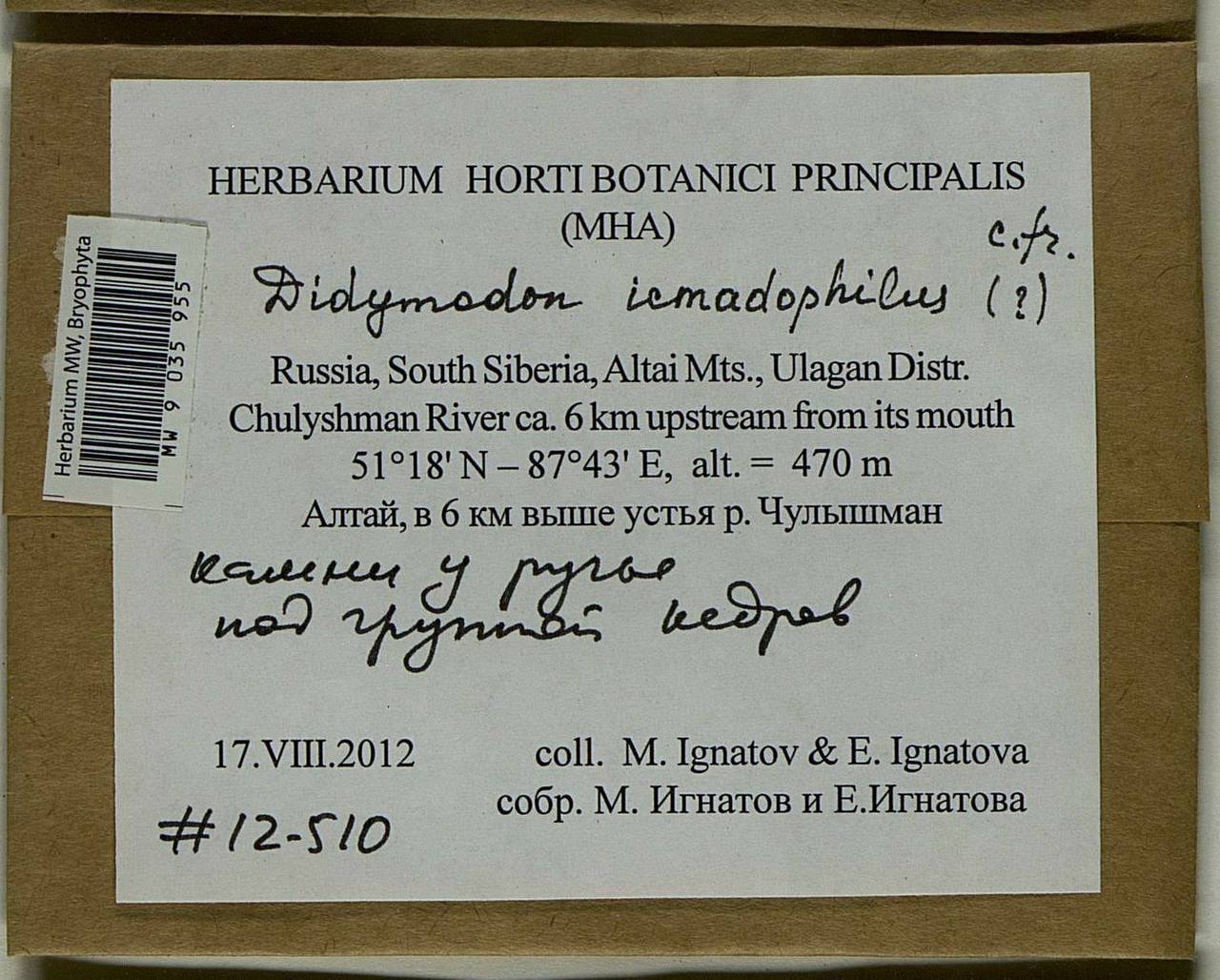 Didymodon icmadophilus (Schimp. ex Müll. Hal.) K. Saito, Bryophytes, Bryophytes - Western Siberia (including Altai) (B15) (Russia)