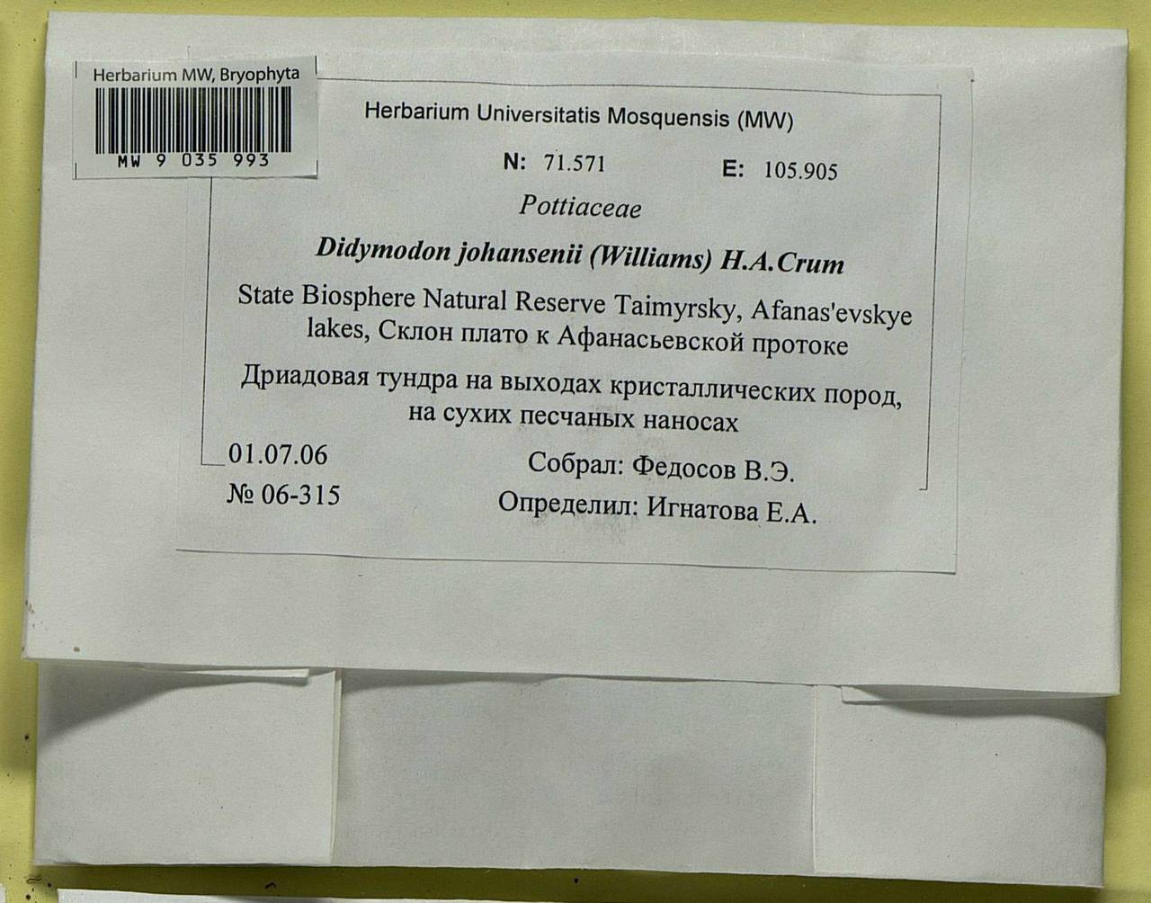 Husnotiella johansenii (R.S. Williams) J.A. Jiménez & M.J. Cano, Bryophytes, Bryophytes - Krasnoyarsk Krai, Tyva & Khakassia (B17) (Russia)