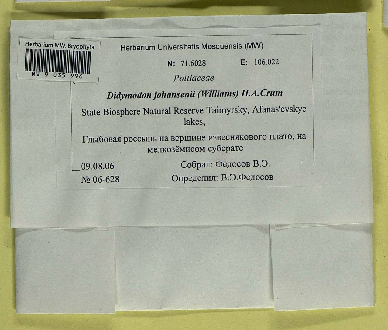 Husnotiella johansenii (R.S. Williams) J.A. Jiménez & M.J. Cano, Bryophytes, Bryophytes - Krasnoyarsk Krai, Tyva & Khakassia (B17) (Russia)