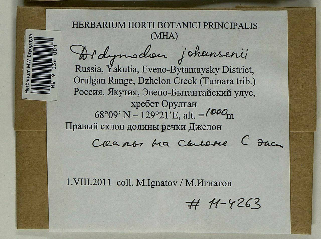 Husnotiella johansenii (R.S. Williams) J.A. Jiménez & M.J. Cano, Bryophytes, Bryophytes - Yakutia (B19) (Russia)