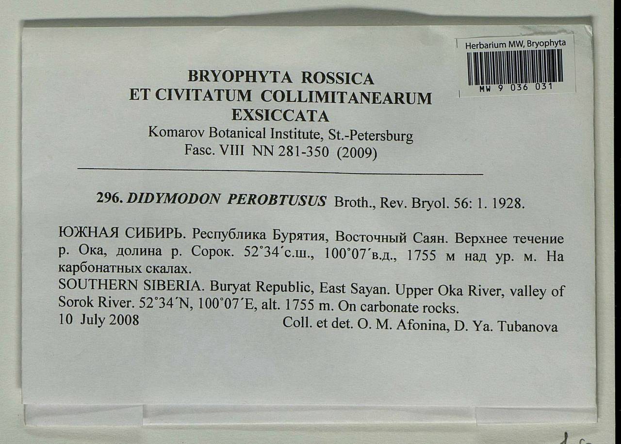 Didymodon perobtusus Broth., Bryophytes, Bryophytes - Baikal & Transbaikal regions (B18) (Russia)