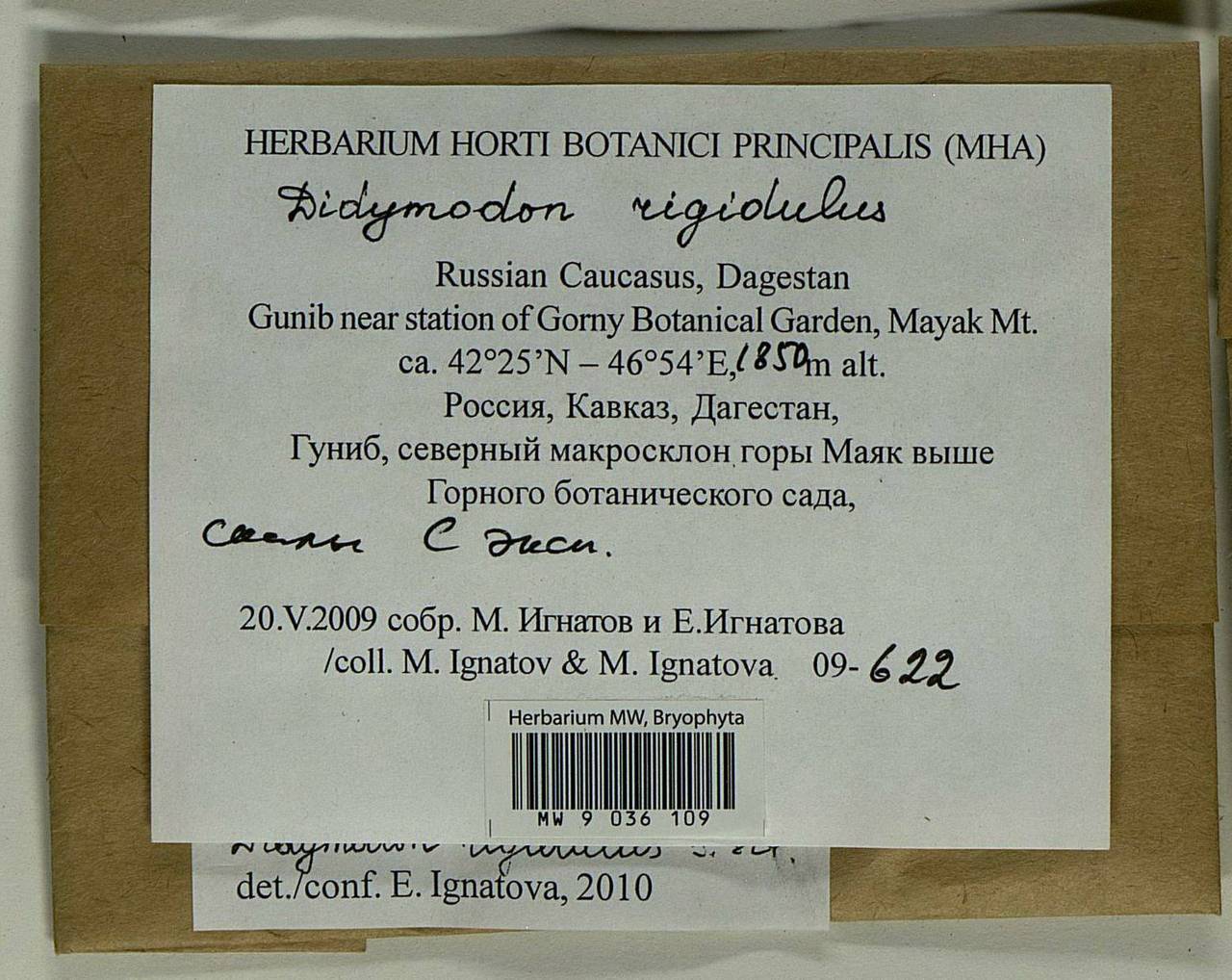 Didymodon rigidulus Hedw., Bryophytes, Bryophytes - North Caucasus & Ciscaucasia (B12) (Russia)