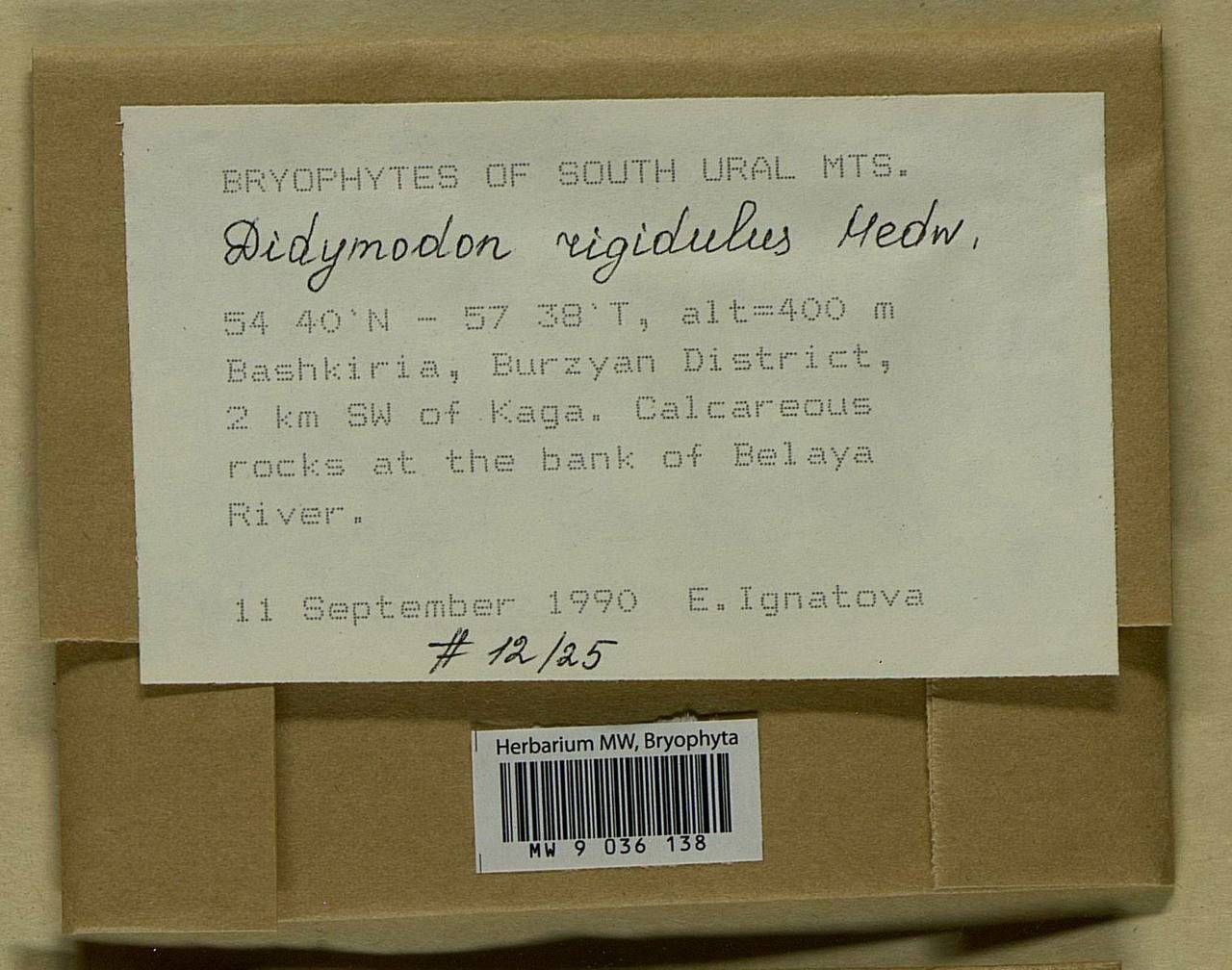 Didymodon rigidulus Hedw., Bryophytes, Bryophytes - South Urals (B14) (Russia)