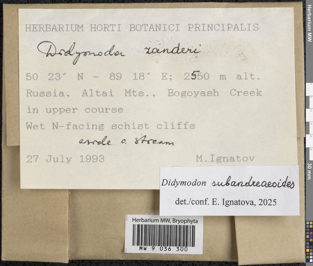 Didymodon subandreaeoides (Kindb.) R.H. Zander, Bryophytes, Bryophytes - Western Siberia (including Altai) (B15) (Russia)