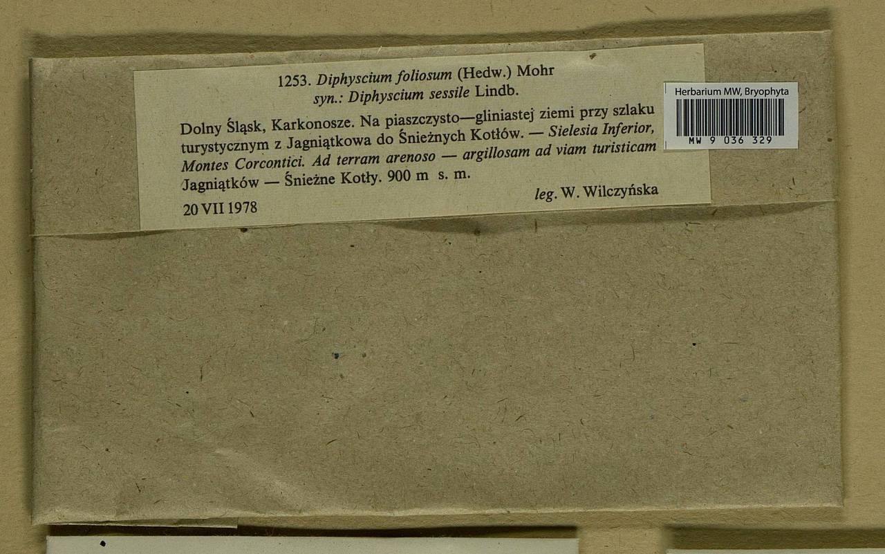 Diphyscium foliosum (Hedw.) D. Mohr, Bryophytes, Bryophytes - Western Europe (BEu) (Poland)