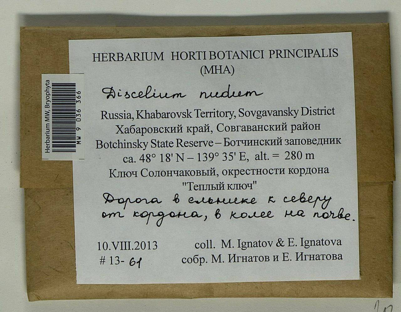 Discelium nudum (Dicks.) Brid., Bryophytes, Bryophytes - Russian Far East (excl. Chukotka & Kamchatka) (B20) (Russia)