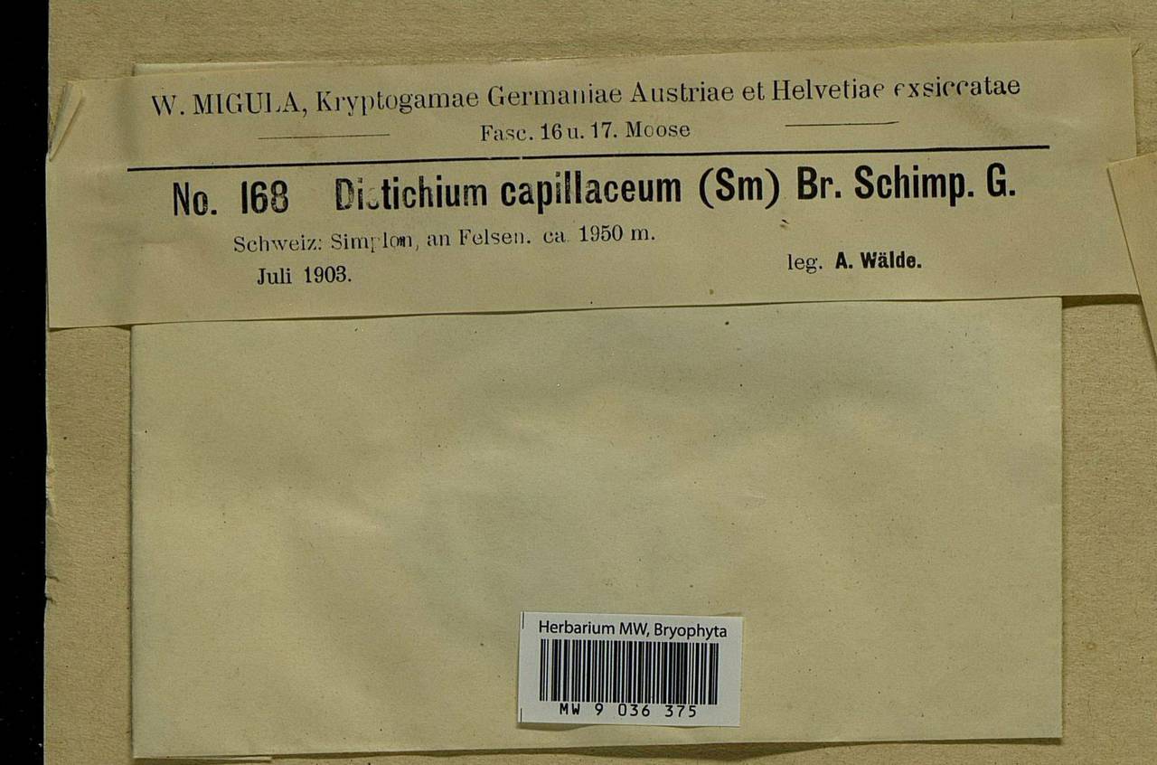 Distichium capillaceum (Hedw.) Bruch & Schimp., Bryophytes, Bryophytes - Western Europe (BEu) (Switzerland)