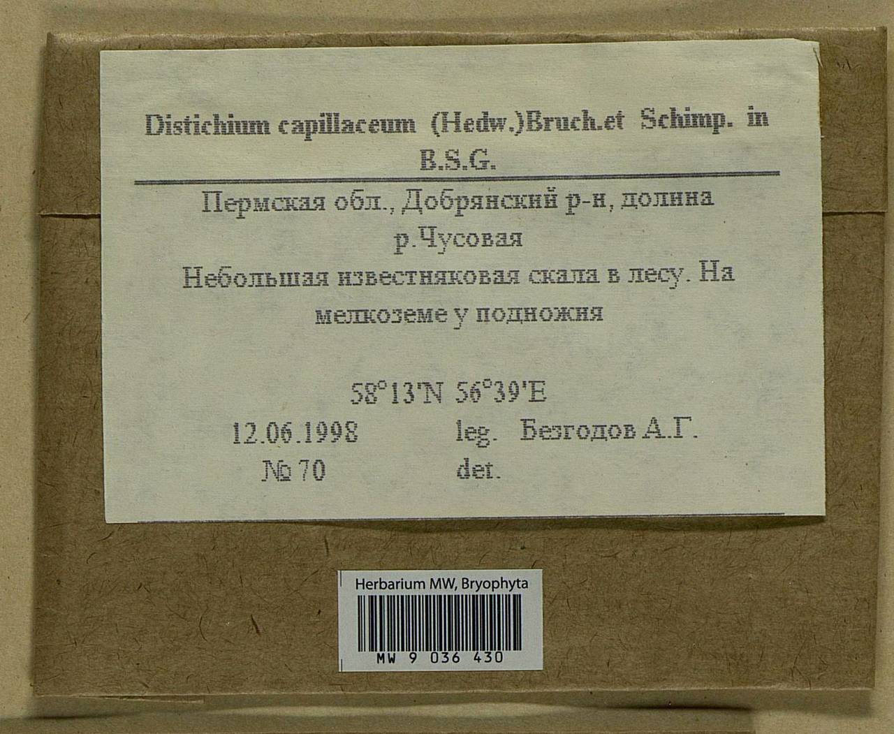 Distichium capillaceum (Hedw.) Bruch & Schimp., Bryophytes, Bryophytes - Permsky Krai, Udmurt Republic, Sverdlovsk & Kirov Oblasts (B8) (Russia)