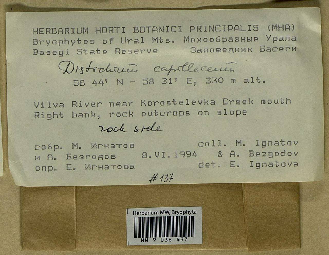 Distichium capillaceum (Hedw.) Bruch & Schimp., Bryophytes, Bryophytes - Permsky Krai, Udmurt Republic, Sverdlovsk & Kirov Oblasts (B8) (Russia)