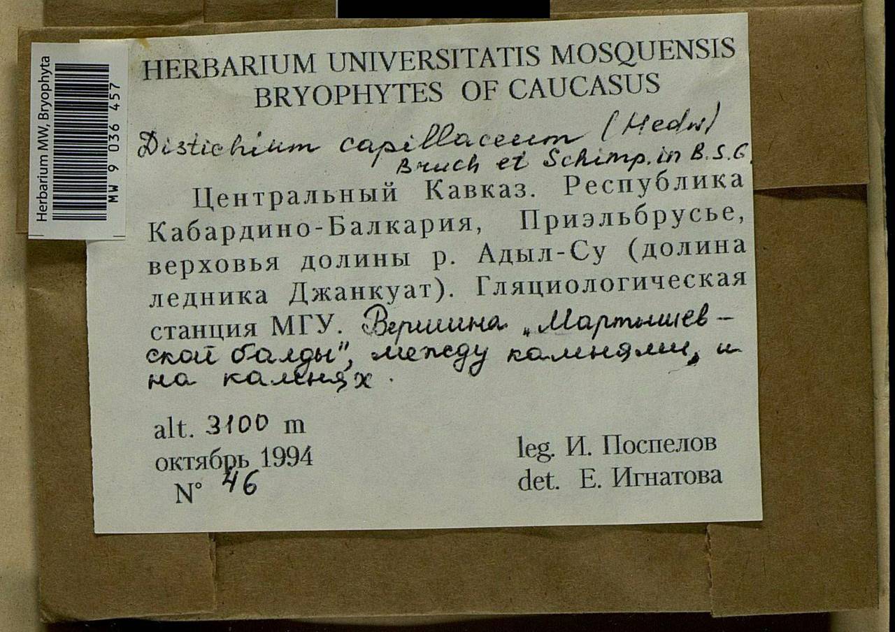 Distichium capillaceum (Hedw.) Bruch & Schimp., Bryophytes, Bryophytes - North Caucasus & Ciscaucasia (B12) (Russia)