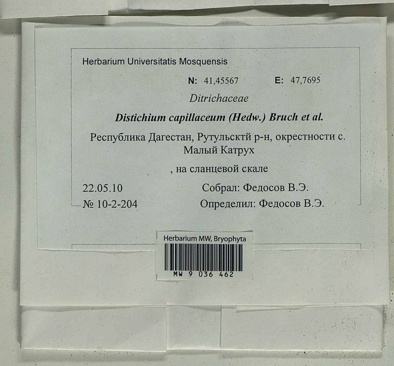 Distichium capillaceum (Hedw.) Bruch & Schimp., Bryophytes, Bryophytes - North Caucasus & Ciscaucasia (B12) (Russia)