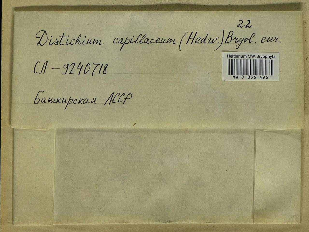 Distichium capillaceum (Hedw.) Bruch & Schimp., Bryophytes, Bryophytes - South Urals (B14) (Russia)