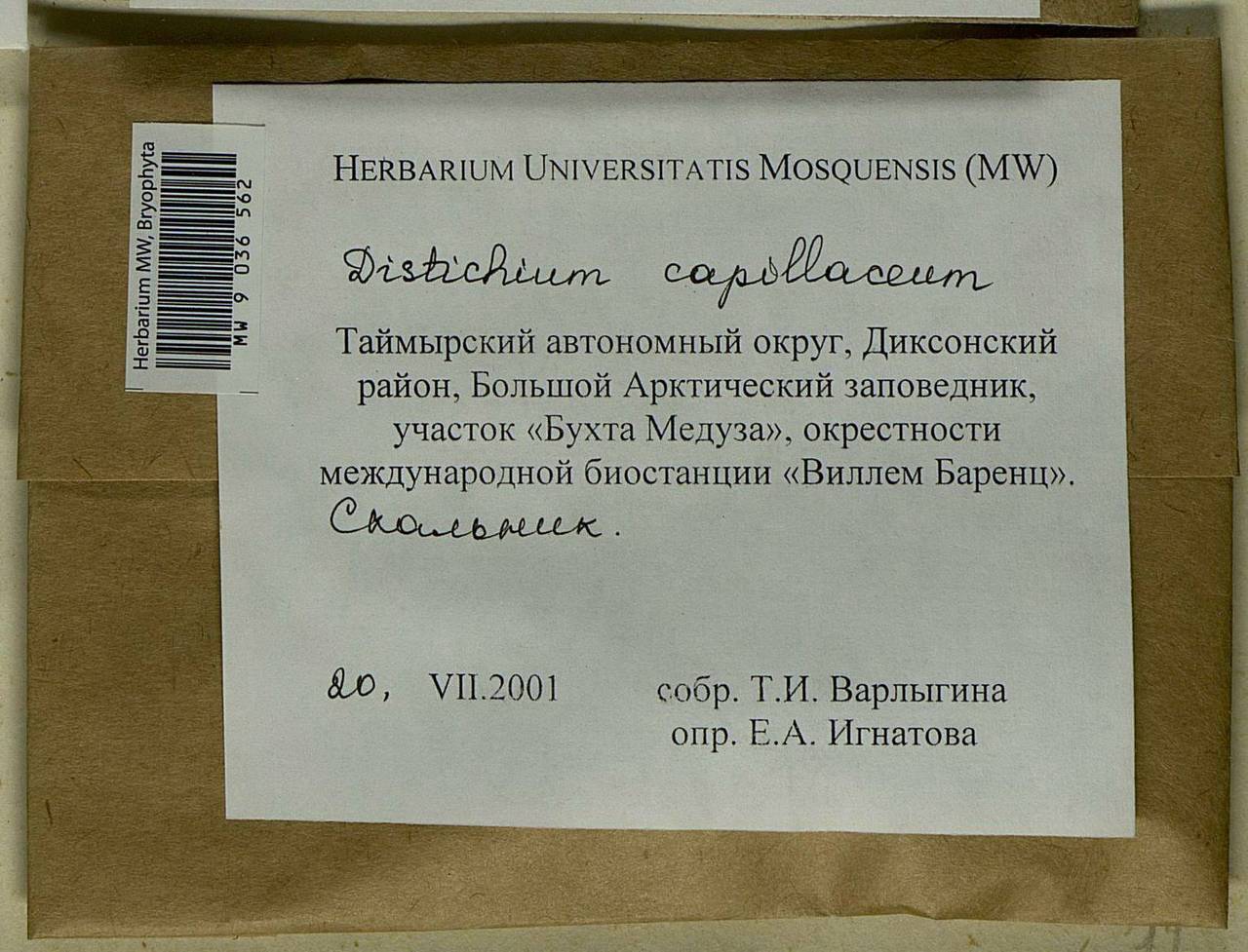 Distichium capillaceum (Hedw.) Bruch & Schimp., Bryophytes, Bryophytes - Krasnoyarsk Krai, Tyva & Khakassia (B17) (Russia)