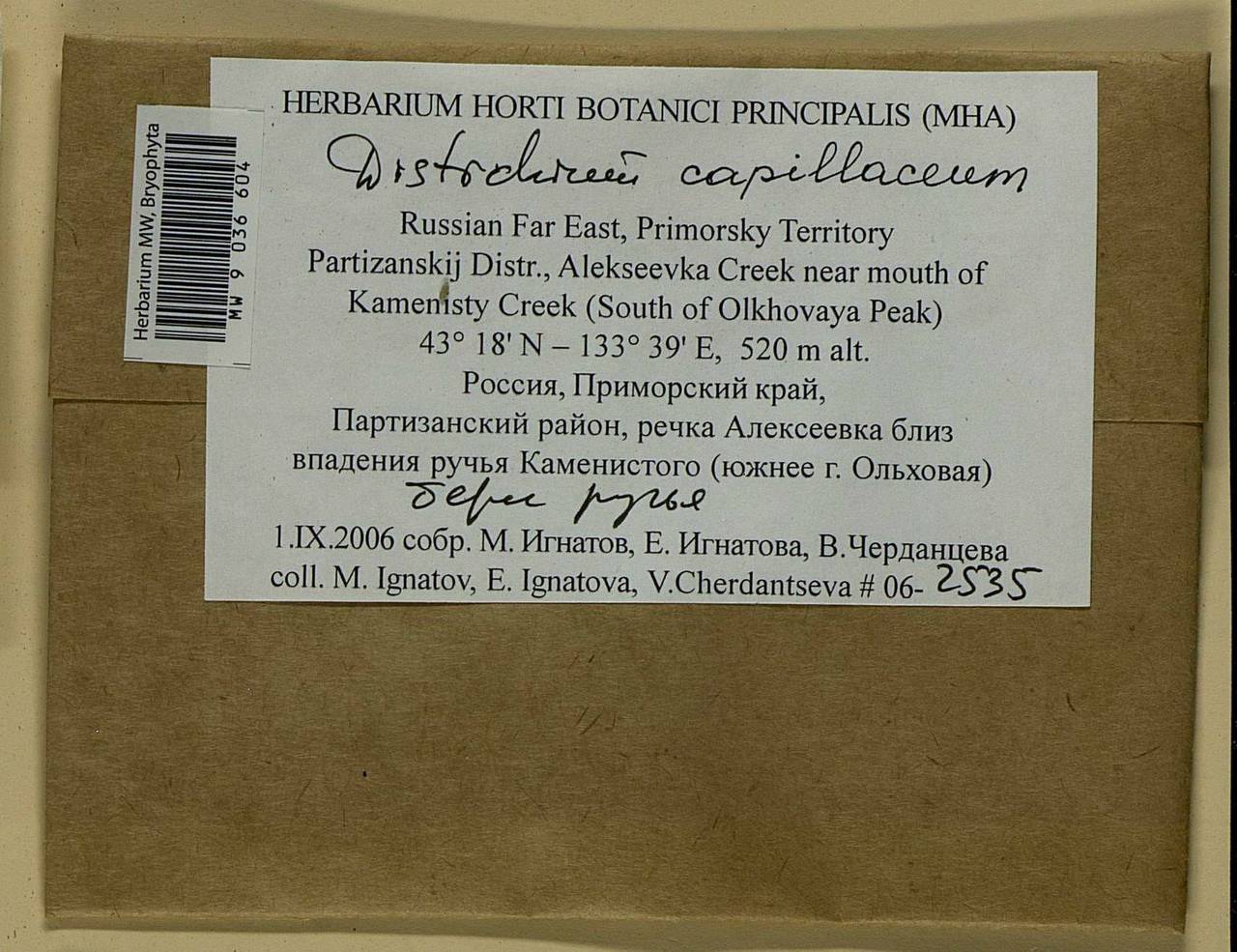 Distichium capillaceum (Hedw.) Bruch & Schimp., Bryophytes, Bryophytes - Russian Far East (excl. Chukotka & Kamchatka) (B20) (Russia)