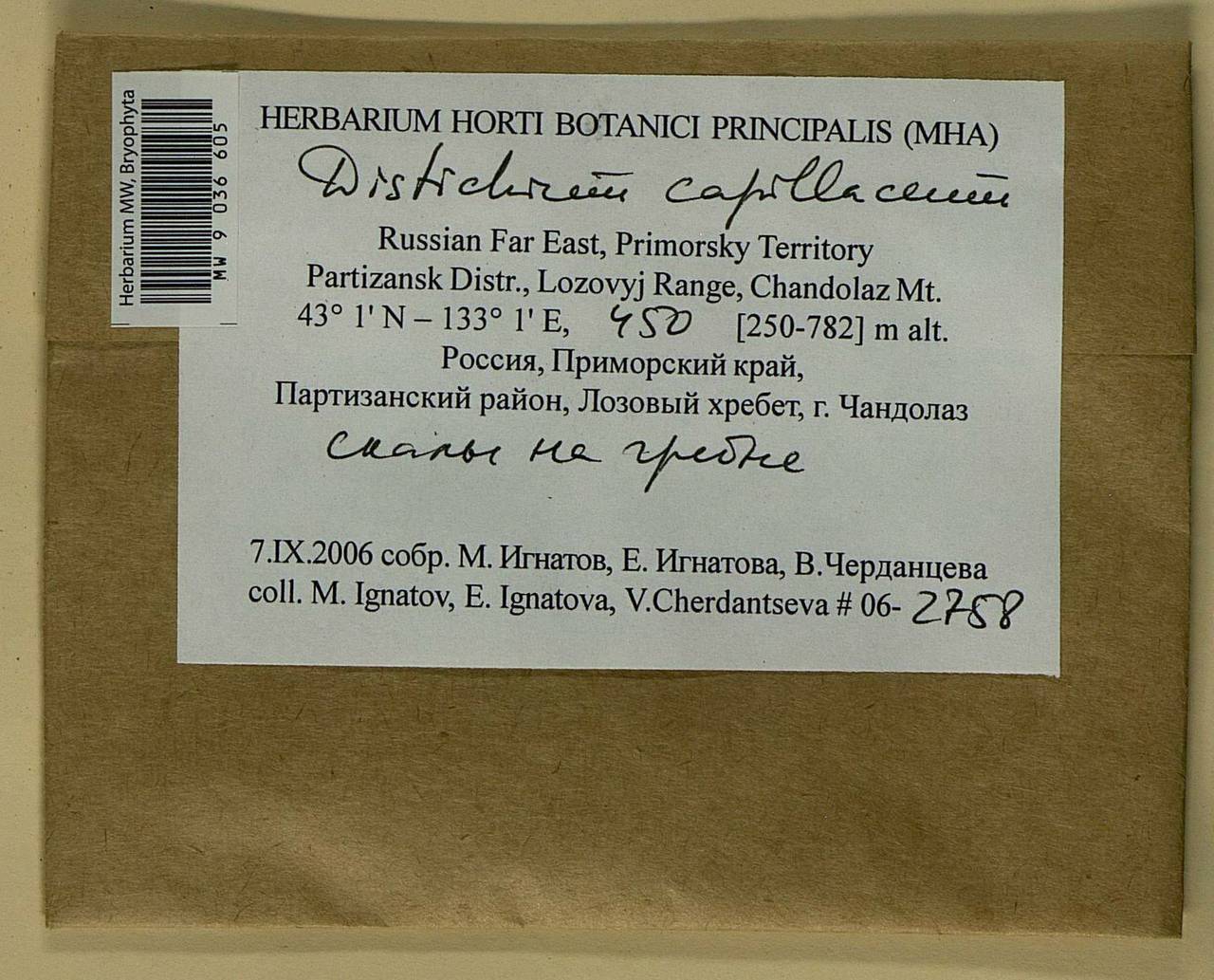 Distichium capillaceum (Hedw.) Bruch & Schimp., Bryophytes, Bryophytes - Russian Far East (excl. Chukotka & Kamchatka) (B20) (Russia)