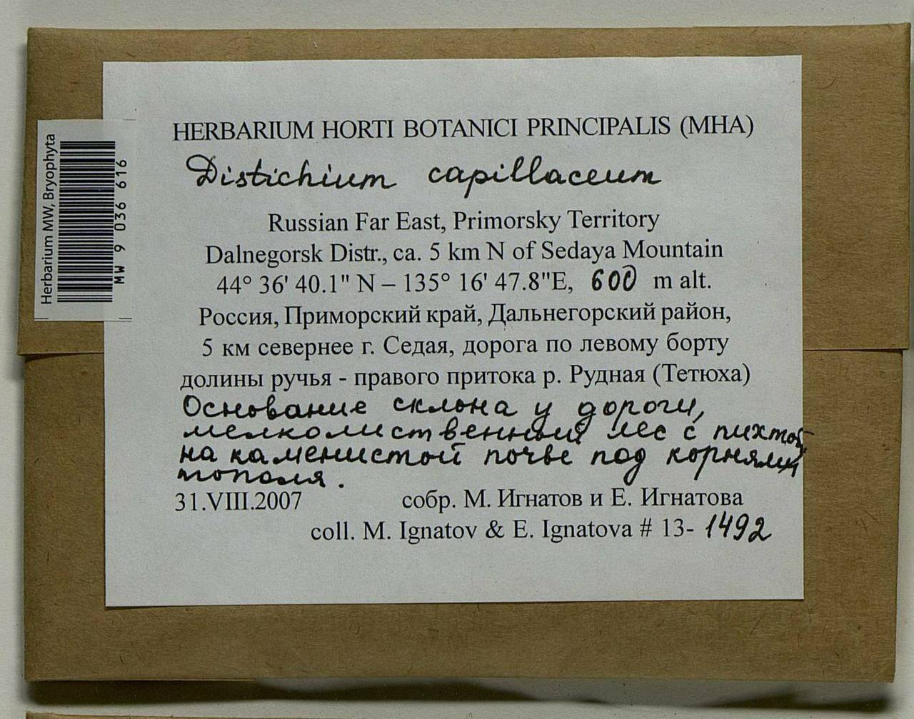 Distichium capillaceum (Hedw.) Bruch & Schimp., Bryophytes, Bryophytes - Russian Far East (excl. Chukotka & Kamchatka) (B20) (Russia)