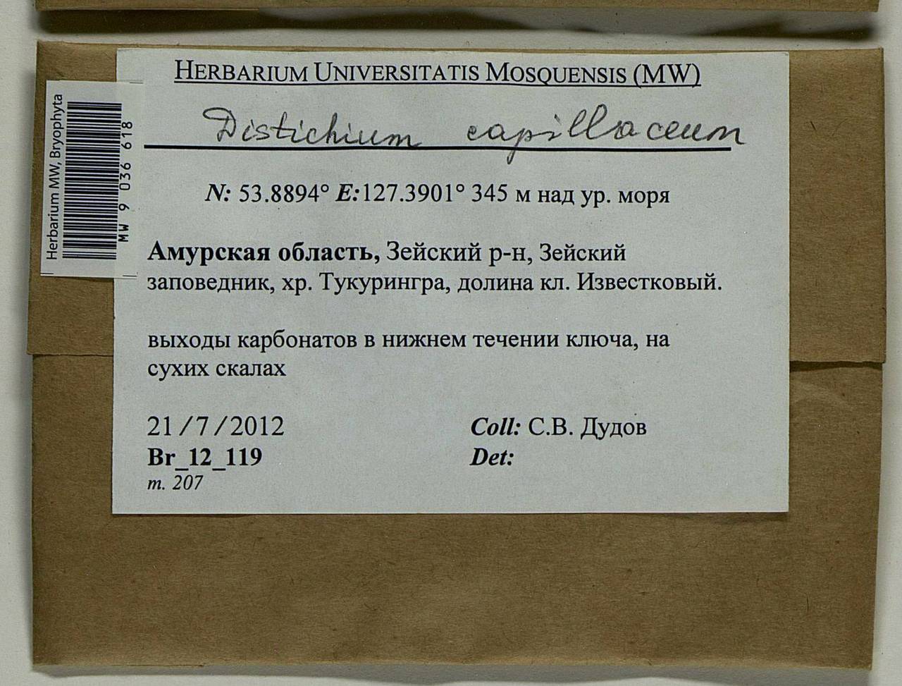 Distichium capillaceum (Hedw.) Bruch & Schimp., Bryophytes, Bryophytes - Russian Far East (excl. Chukotka & Kamchatka) (B20) (Russia)