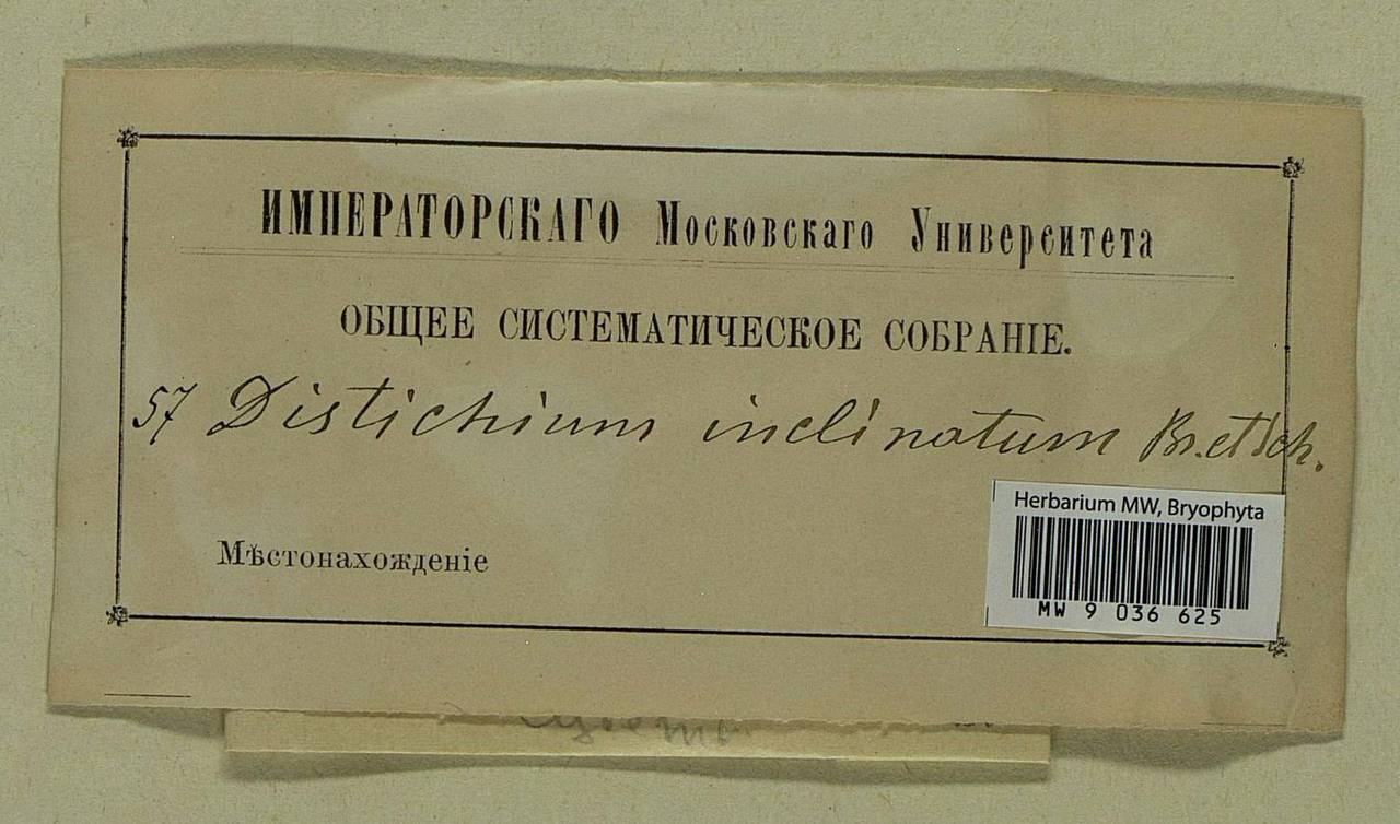 Distichium inclinatum (Hedw.) Bruch & Schimp., Bryophytes, Bryophytes (no precise locality) (B0)