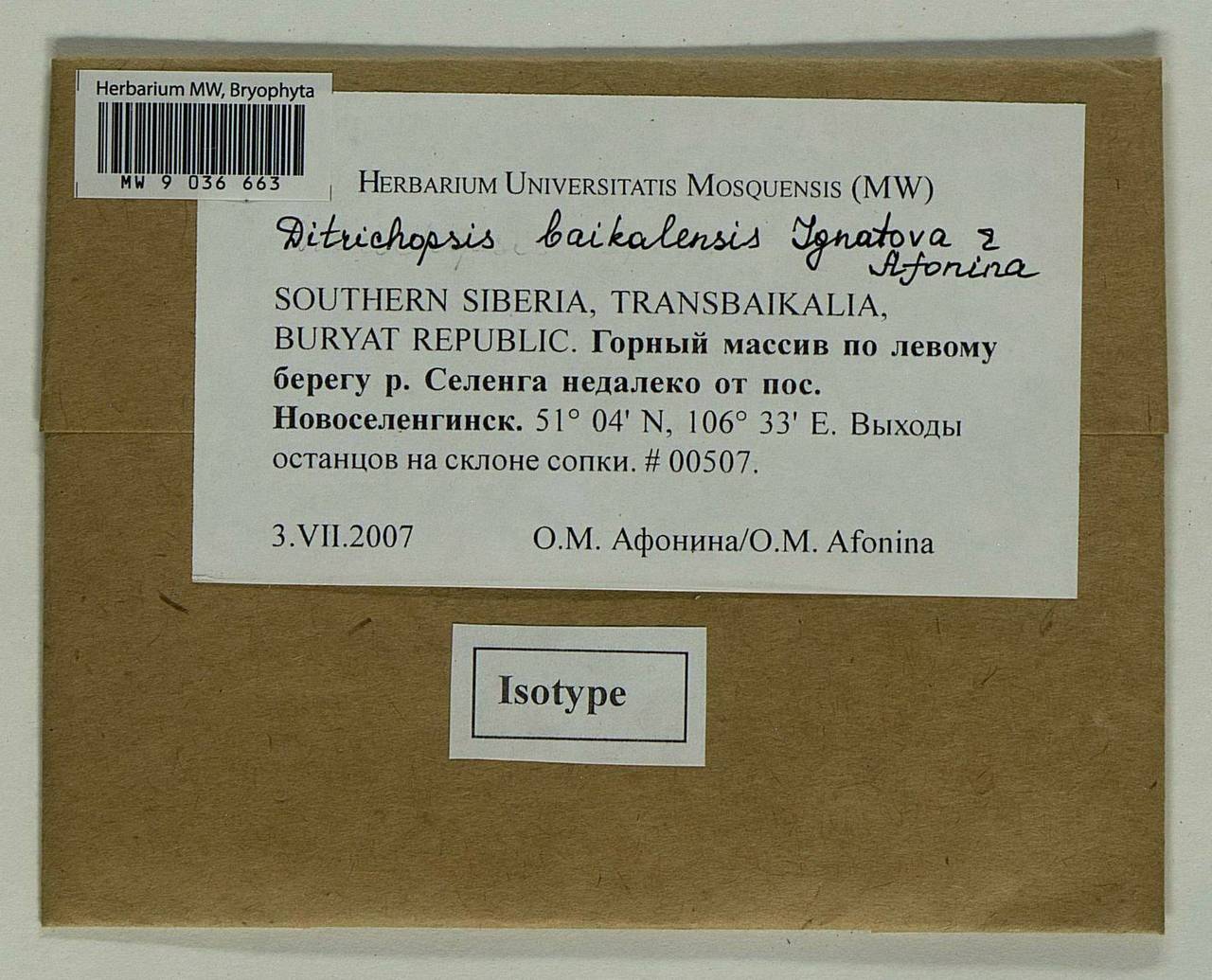 Ditrichopsis baikalensis Ignatova & Afonina, Bryophytes, Bryophytes - Baikal & Transbaikal regions (B18) (Russia)