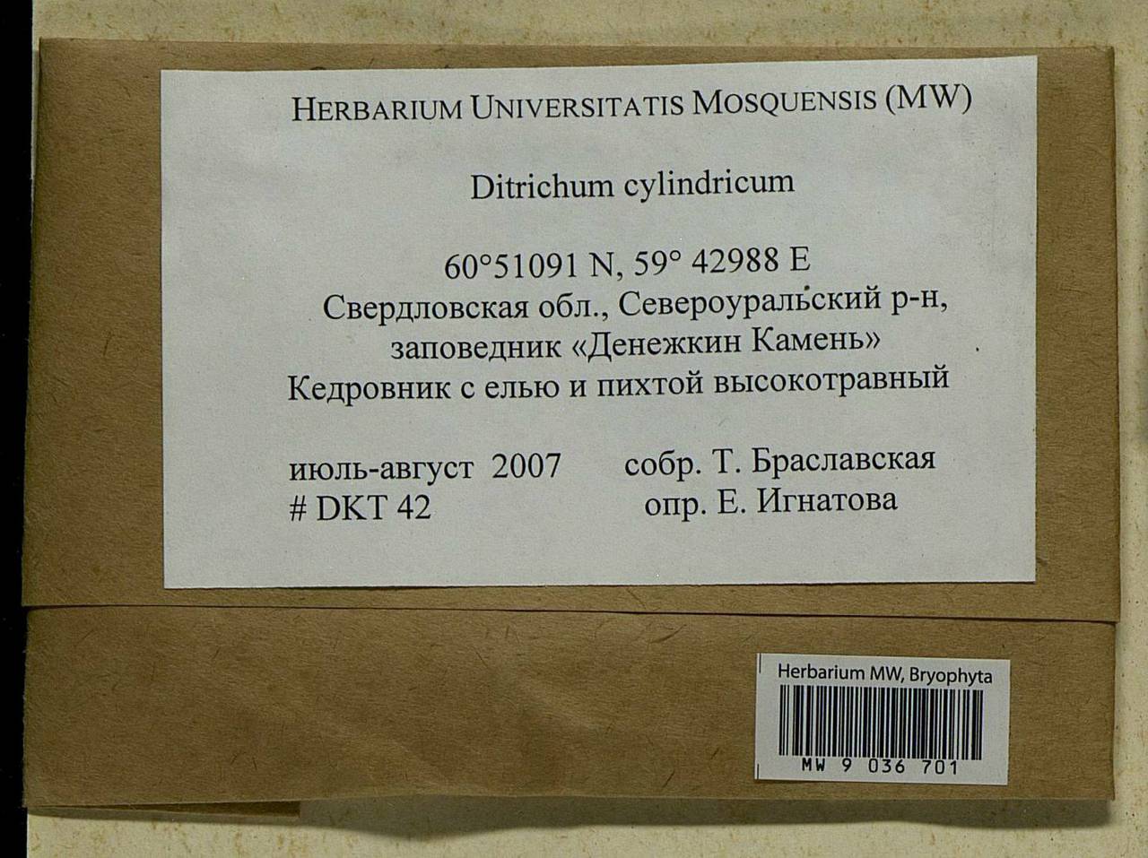 Trichodon cylindricus (Hedw.) Schimp., Bryophytes, Bryophytes - Permsky Krai, Udmurt Republic, Sverdlovsk & Kirov Oblasts (B8) (Russia)