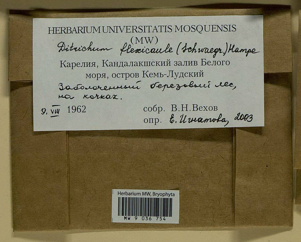 Flexitrichum flexicaule (Schwägr.) Ignatov & Fedosov, Bryophytes, Bryophytes - Karelia, Leningrad & Murmansk Oblasts (B4) (Russia)