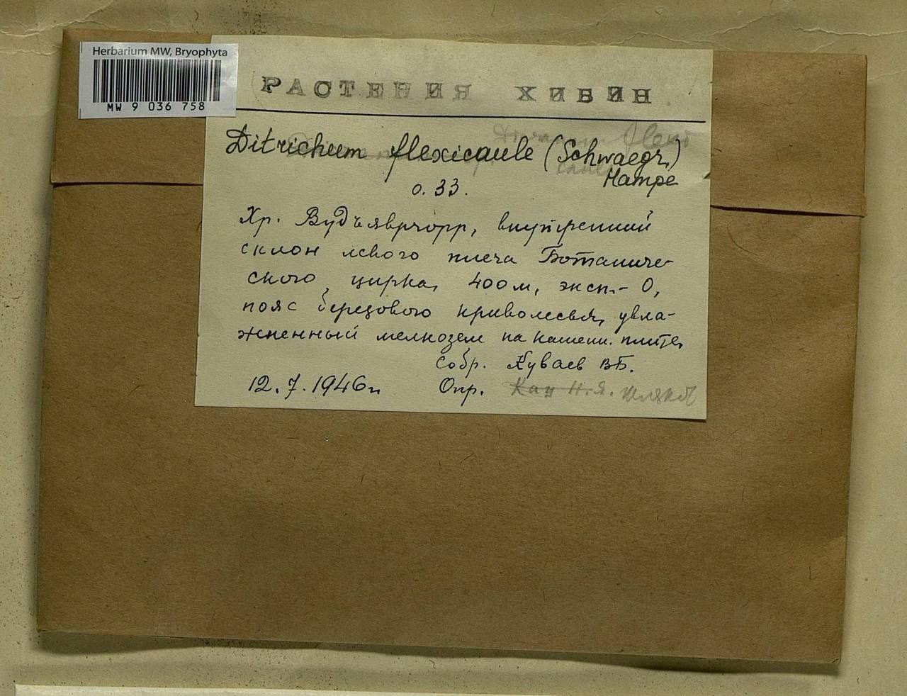 Flexitrichum flexicaule (Schwägr.) Ignatov & Fedosov, Bryophytes, Bryophytes - Karelia, Leningrad & Murmansk Oblasts (B4) (Russia)