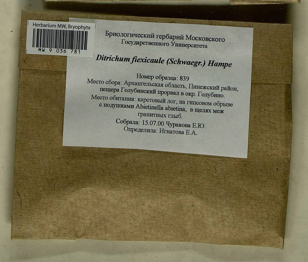 Flexitrichum flexicaule (Schwägr.) Ignatov & Fedosov, Bryophytes, Bryophytes - European North East (B7) (Russia)