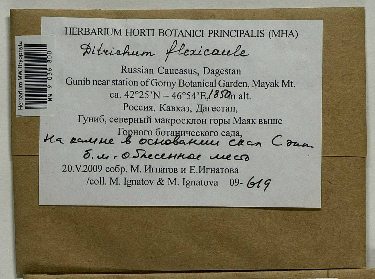 Flexitrichum flexicaule (Schwägr.) Ignatov & Fedosov, Bryophytes, Bryophytes - North Caucasus & Ciscaucasia (B12) (Russia)