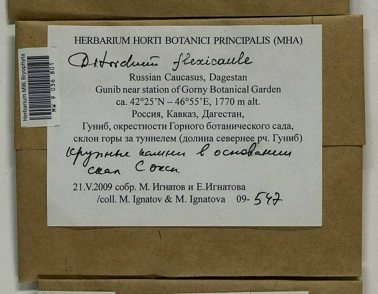 Flexitrichum flexicaule (Schwägr.) Ignatov & Fedosov, Bryophytes, Bryophytes - North Caucasus & Ciscaucasia (B12) (Russia)