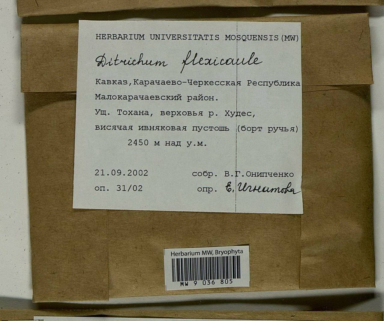 Flexitrichum flexicaule (Schwägr.) Ignatov & Fedosov, Bryophytes, Bryophytes - North Caucasus & Ciscaucasia (B12) (Russia)