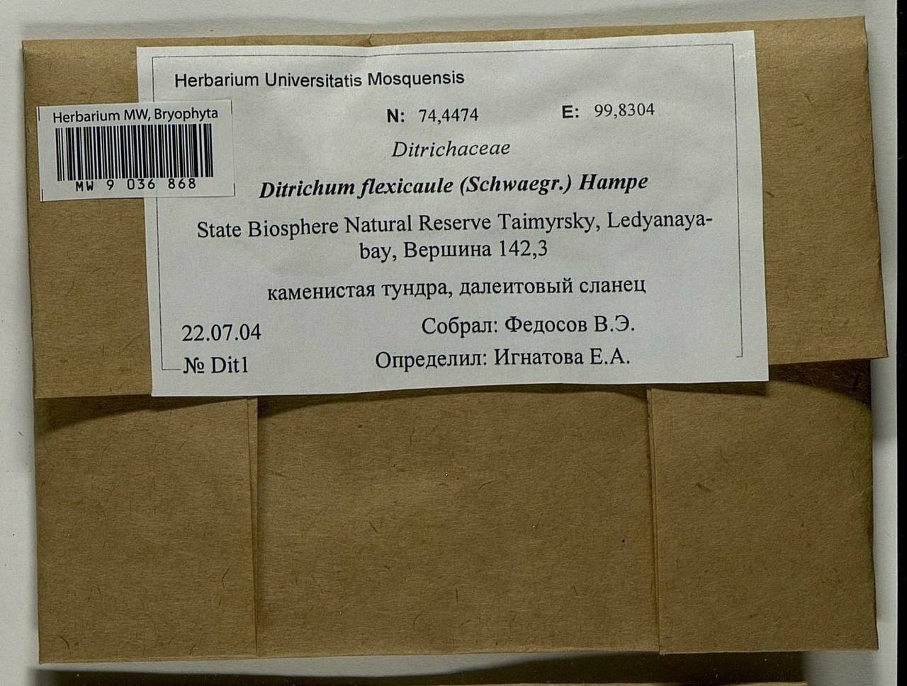 Flexitrichum flexicaule (Schwägr.) Ignatov & Fedosov, Bryophytes, Bryophytes - Krasnoyarsk Krai, Tyva & Khakassia (B17) (Russia)