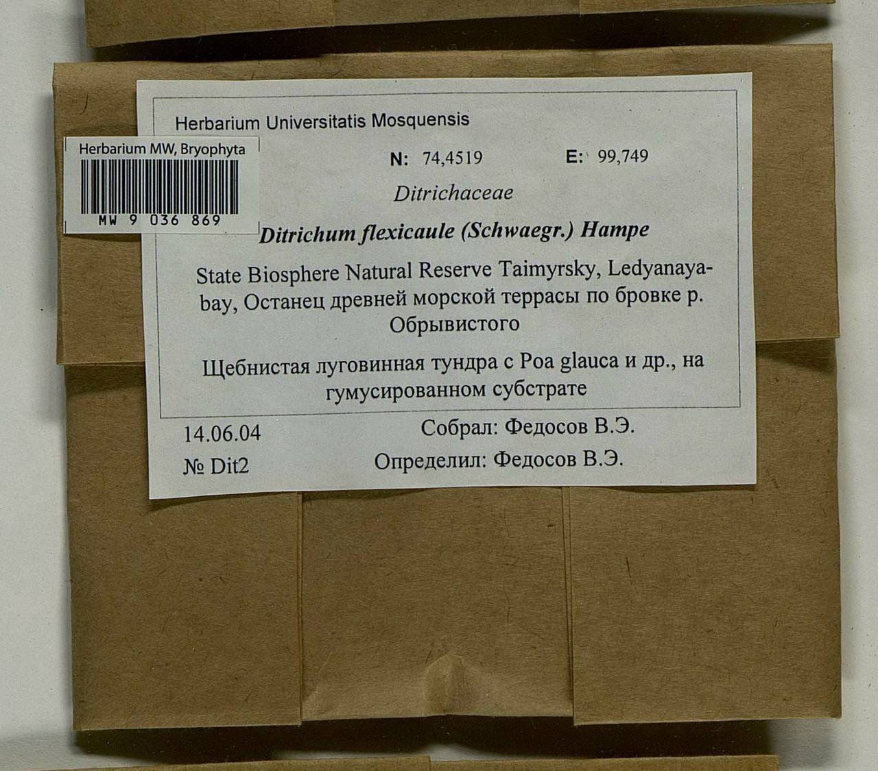 Flexitrichum flexicaule (Schwägr.) Ignatov & Fedosov, Bryophytes, Bryophytes - Krasnoyarsk Krai, Tyva & Khakassia (B17) (Russia)