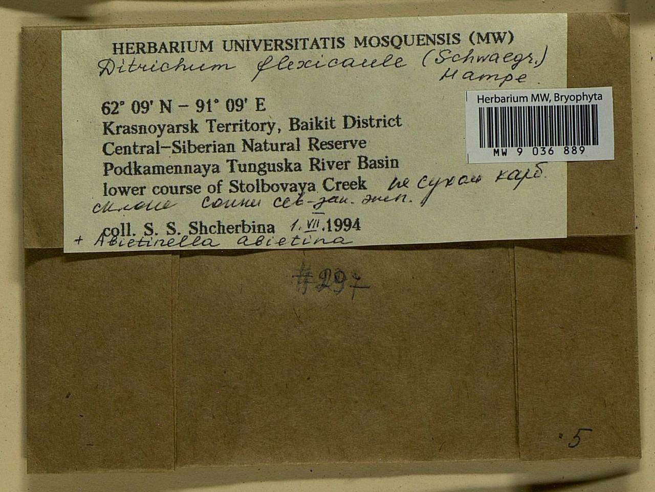 Flexitrichum flexicaule (Schwägr.) Ignatov & Fedosov, Bryophytes, Bryophytes - Krasnoyarsk Krai, Tyva & Khakassia (B17) (Russia)