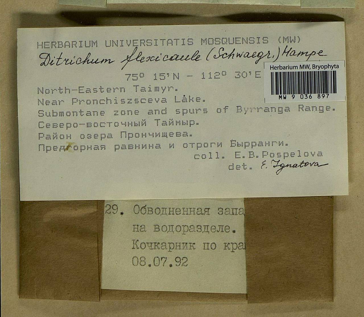 Flexitrichum flexicaule (Schwägr.) Ignatov & Fedosov, Bryophytes, Bryophytes - Krasnoyarsk Krai, Tyva & Khakassia (B17) (Russia)