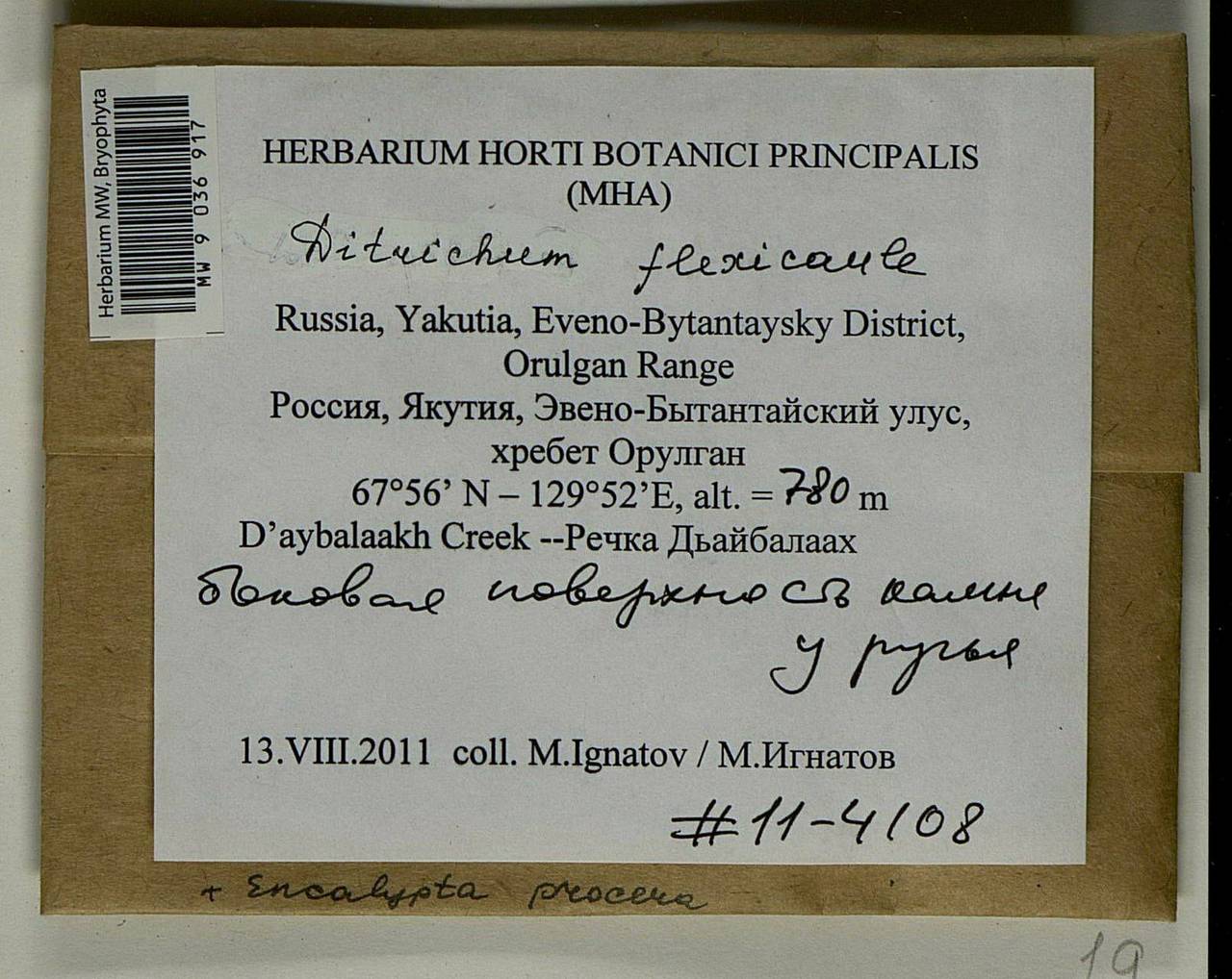 Flexitrichum flexicaule (Schwägr.) Ignatov & Fedosov, Bryophytes, Bryophytes - Yakutia (B19) (Russia)