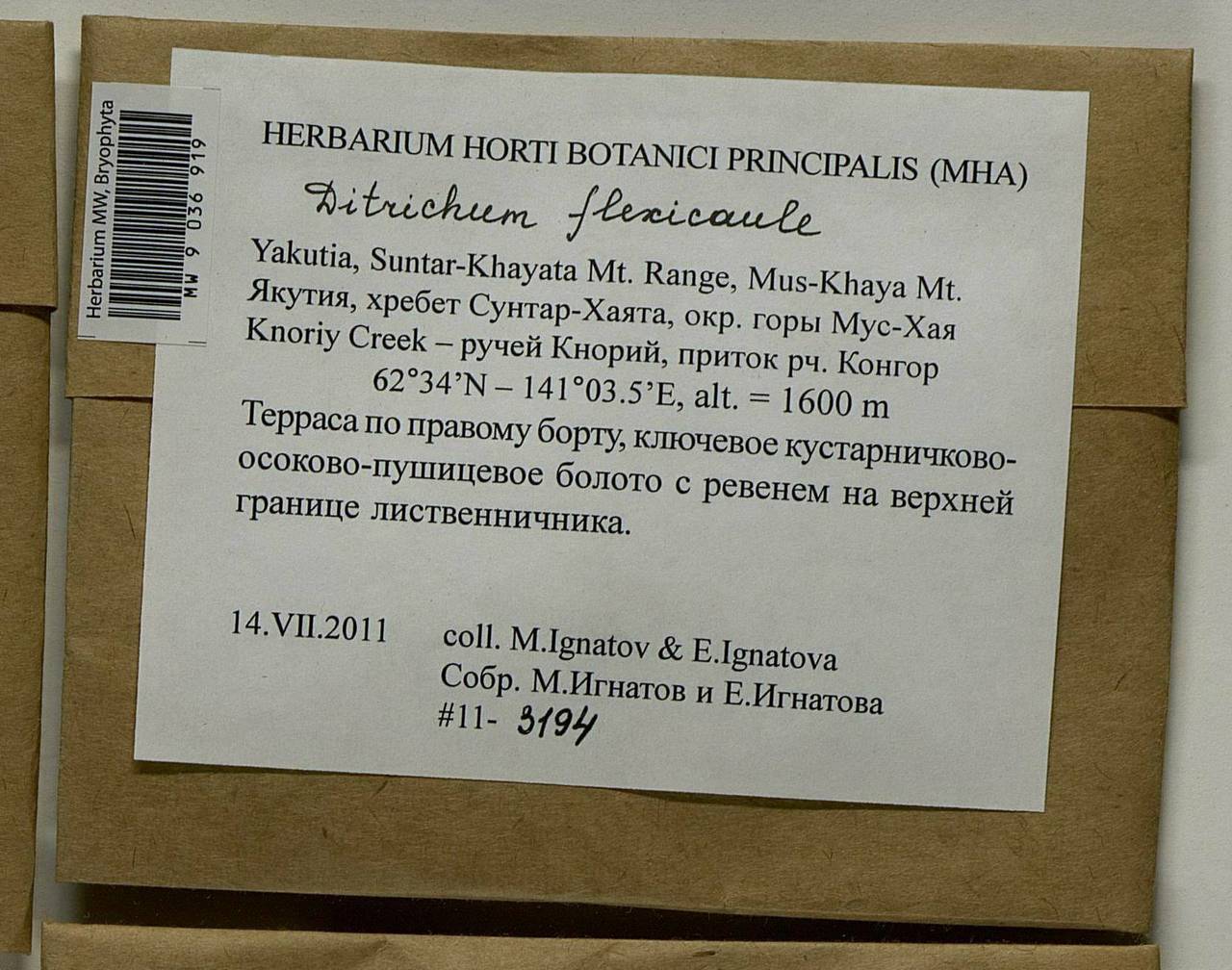 Flexitrichum flexicaule (Schwägr.) Ignatov & Fedosov, Bryophytes, Bryophytes - Yakutia (B19) (Russia)