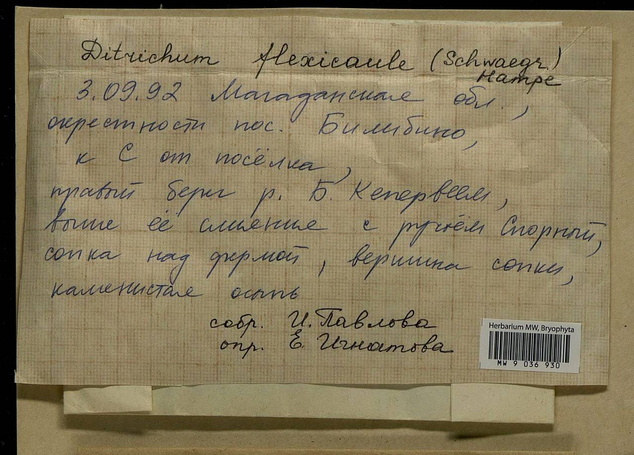 Flexitrichum flexicaule (Schwägr.) Ignatov & Fedosov, Bryophytes, Bryophytes - Chukotka & Kamchatka (B21) (Russia)