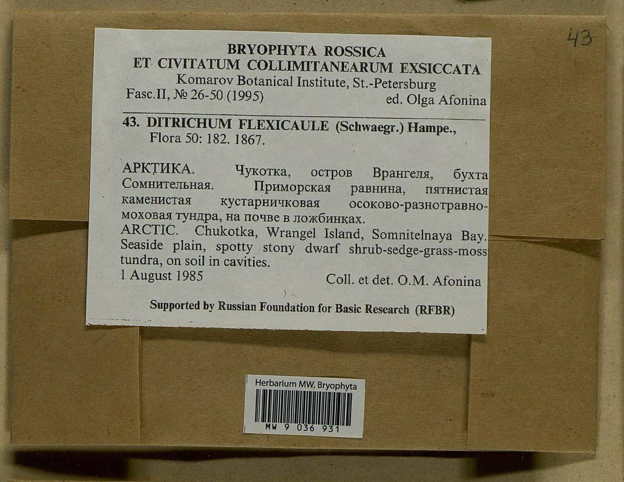 Flexitrichum flexicaule (Schwägr.) Ignatov & Fedosov, Bryophytes, Bryophytes - Chukotka & Kamchatka (B21) (Russia)