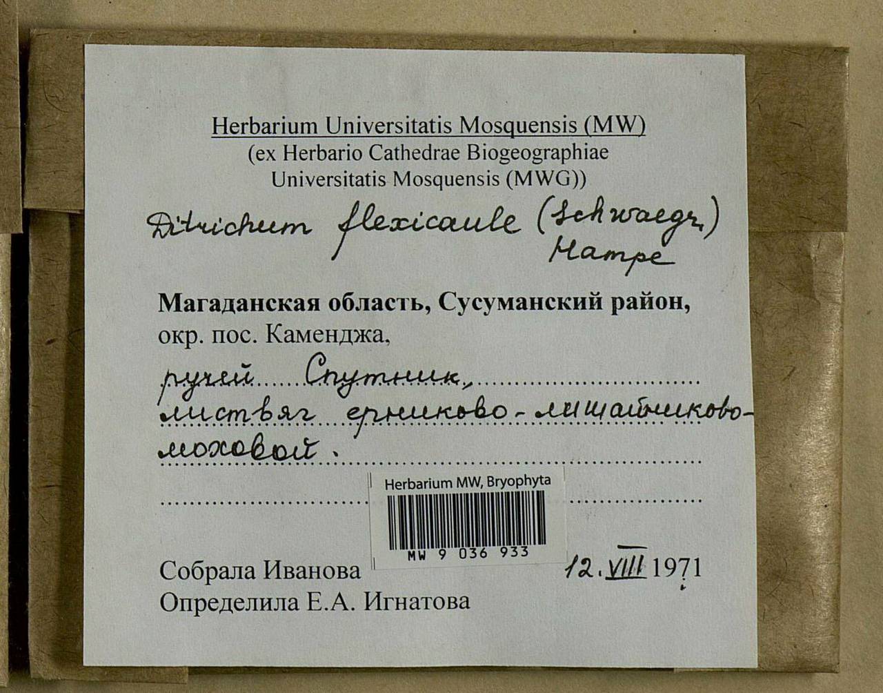 Flexitrichum flexicaule (Schwägr.) Ignatov & Fedosov, Bryophytes, Bryophytes - Chukotka & Kamchatka (B21) (Russia)