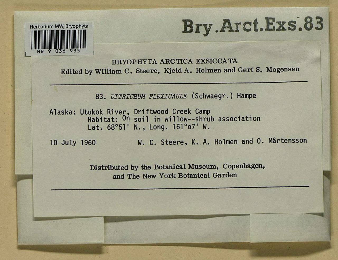 Flexitrichum flexicaule (Schwägr.) Ignatov & Fedosov, Bryophytes, Bryophytes - America (BAm) (United States)