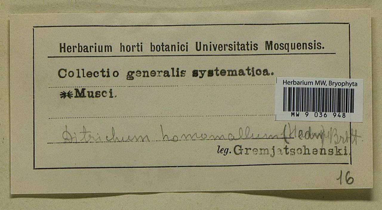 Ditrichum heteromallum (Hedw.) E. Britton, Bryophytes, Bryophytes (no precise locality) (B0)