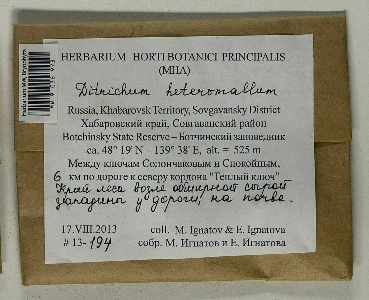 Ditrichum heteromallum (Hedw.) E. Britton, Bryophytes, Bryophytes - Russian Far East (excl. Chukotka & Kamchatka) (B20) (Russia)