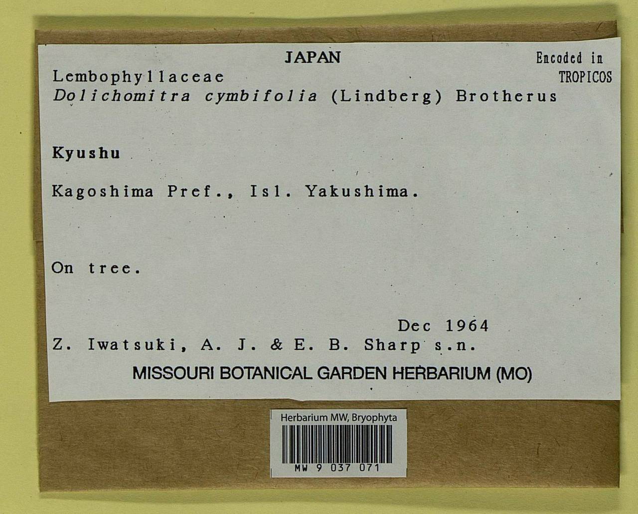 Dolichomitra cymbifolia (Lindb.) Broth., Bryophytes, Bryophytes - Asia (outside ex-Soviet states) (BAs) (Japan)