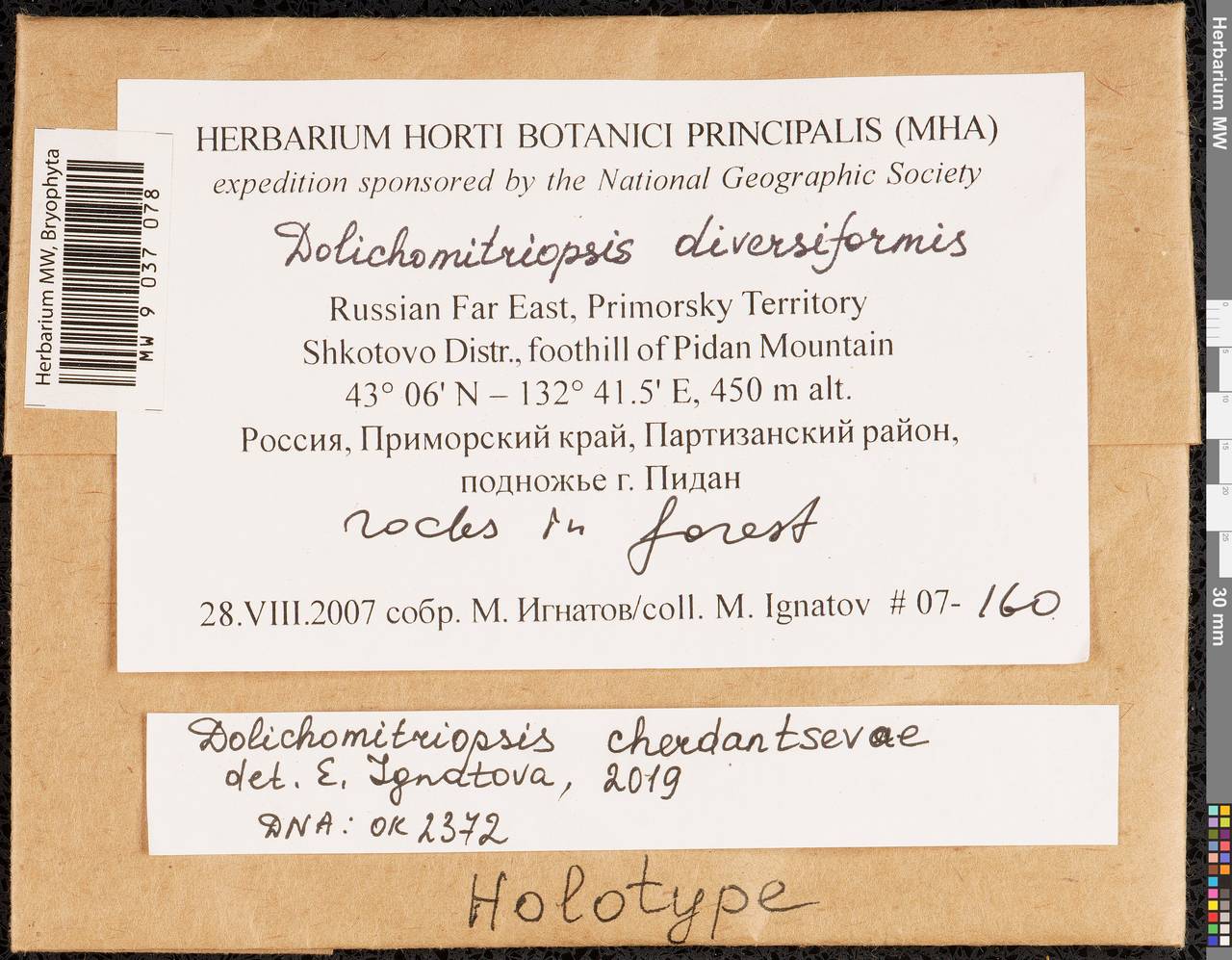 Dolichomitriopsis diversiformis (Mitt.) Nog., Bryophytes, Bryophytes - Russian Far East (excl. Chukotka & Kamchatka) (B20) (Russia)