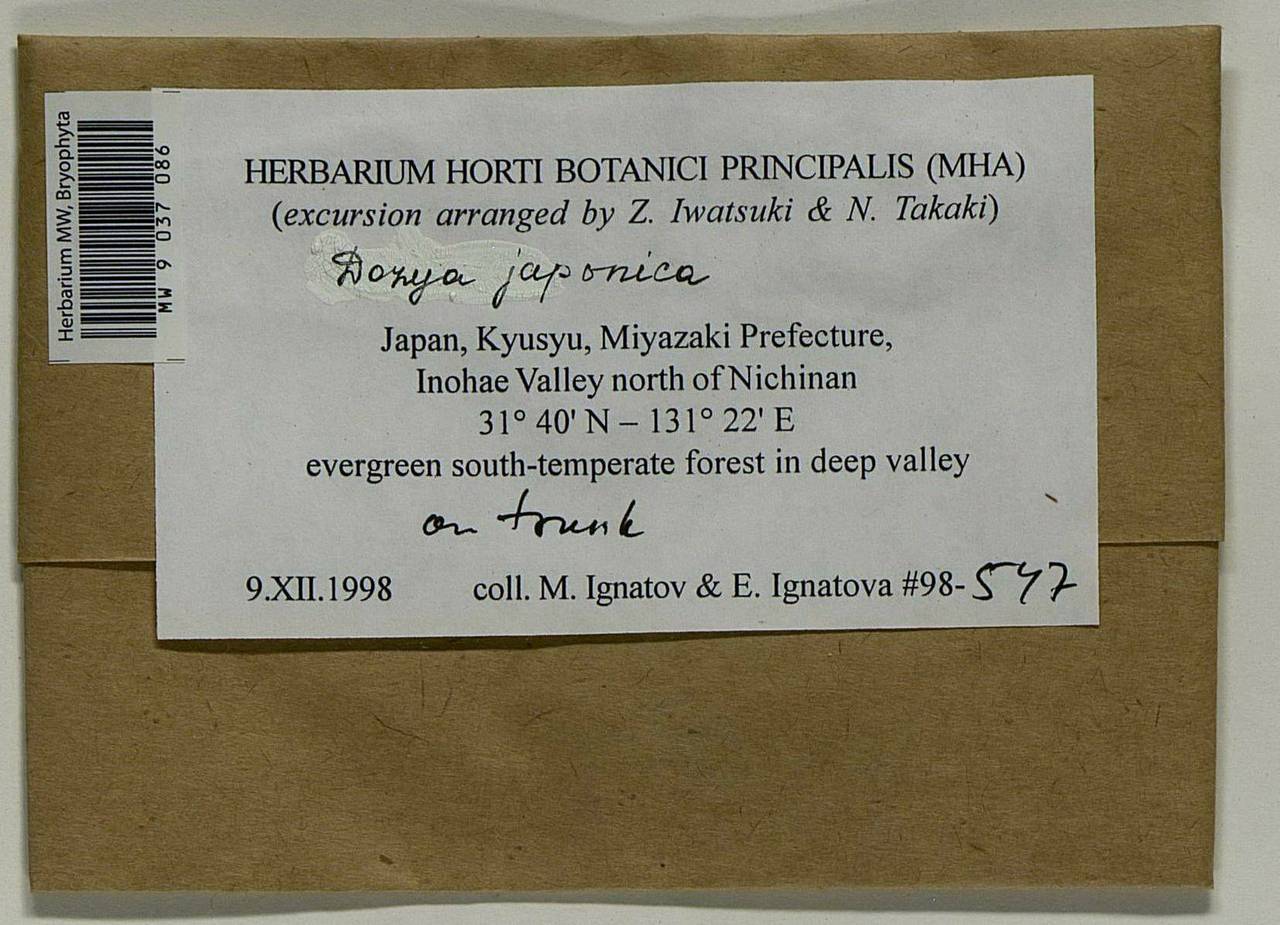 Dozya japonica Sande Lac., Bryophytes, Bryophytes - Asia (outside ex-Soviet states) (BAs) (Japan)