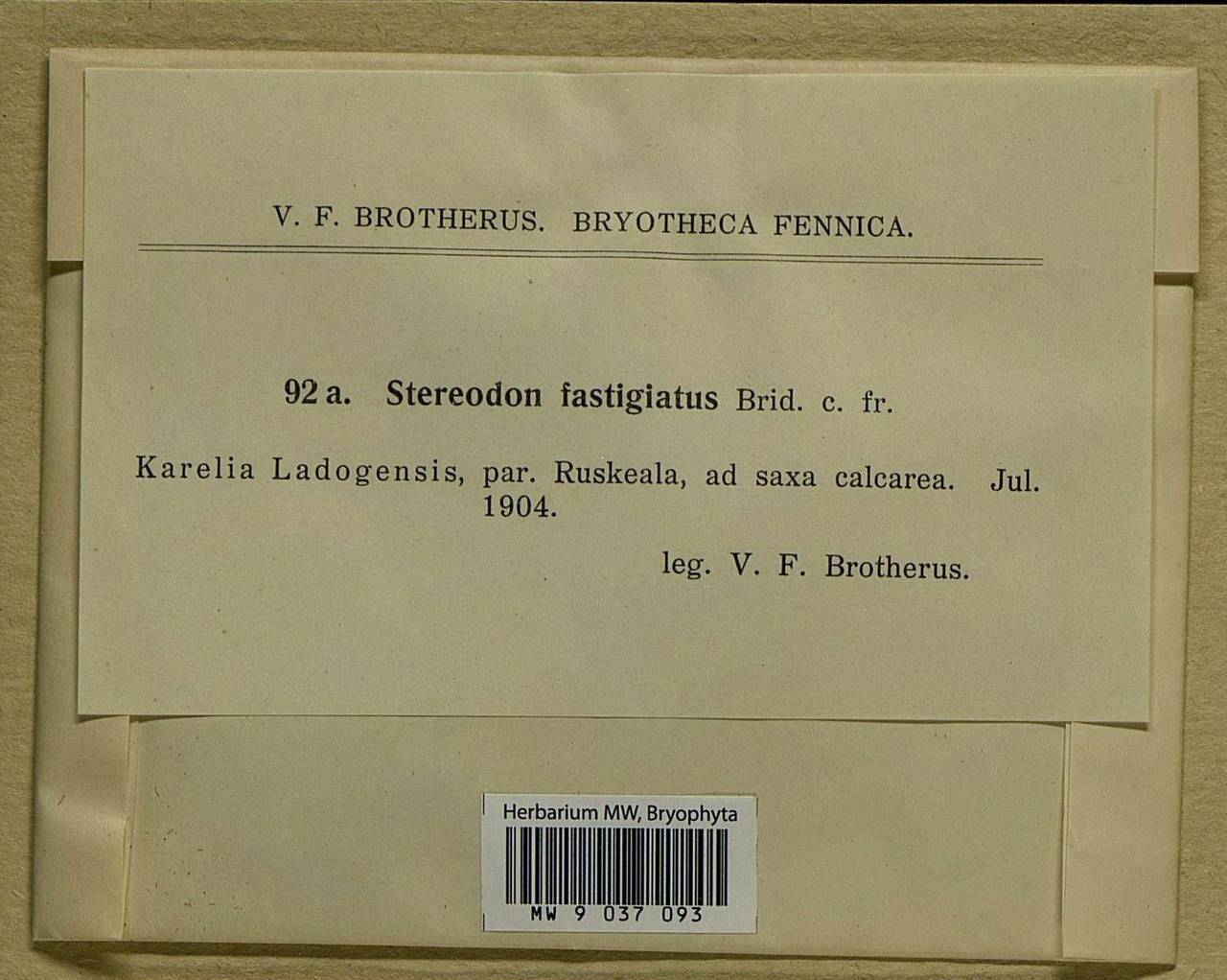 Drepanium fastigiatum (Brid.) Lange & C.E.O. Jensen, Bryophytes, Bryophytes - Karelia, Leningrad & Murmansk Oblasts (B4) (Russia)