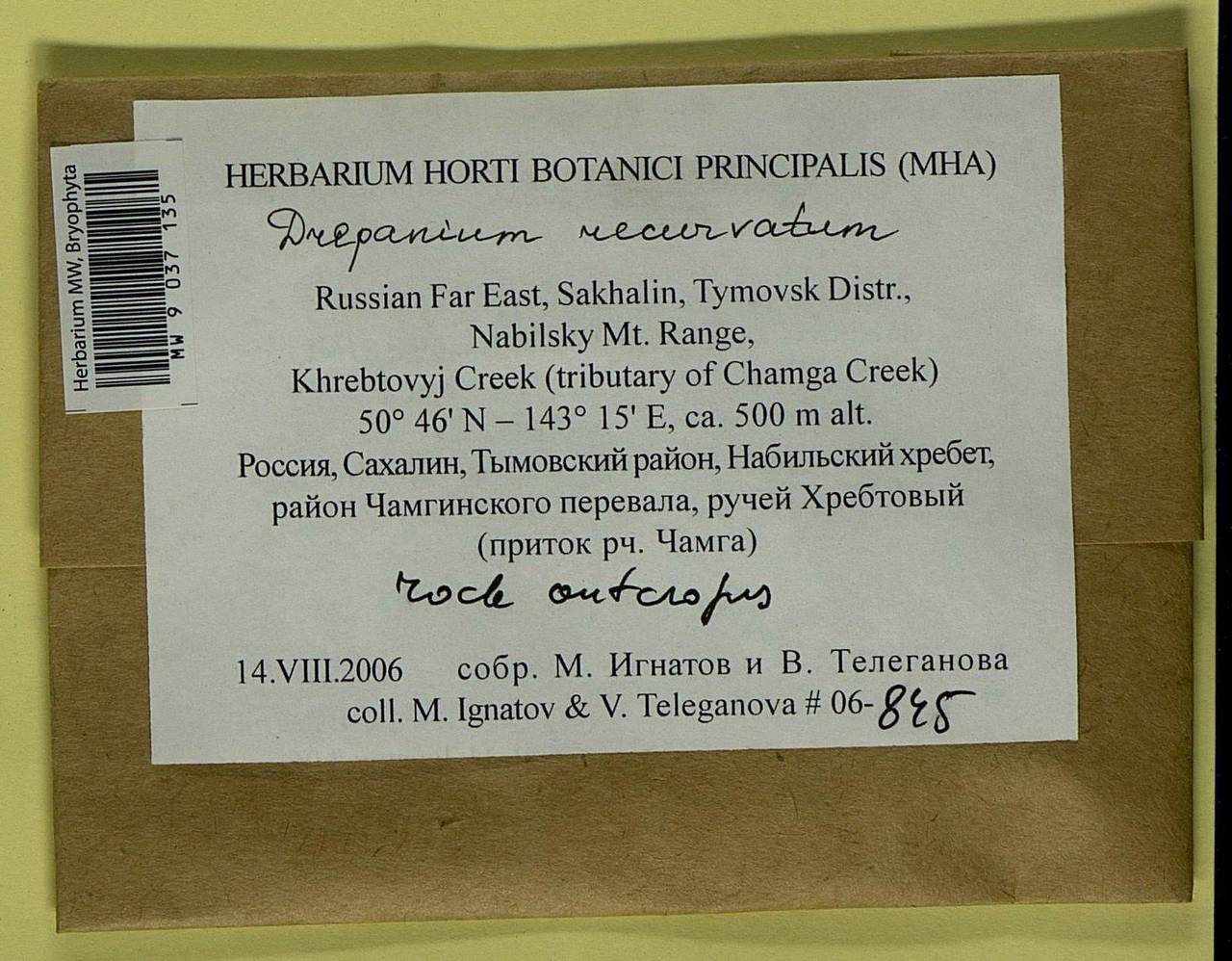 Drepanium fastigiatum (Brid.) Lange & C.E.O. Jensen, Bryophytes, Bryophytes - Russian Far East (excl. Chukotka & Kamchatka) (B20) (Russia)